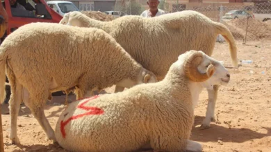 عيد الاضحى