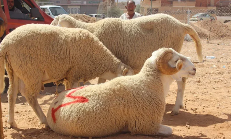 عيد الاضحى