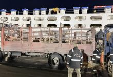 سوق الأضاحي الجزائر