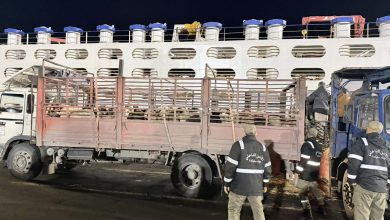 سوق الأضاحي الجزائر